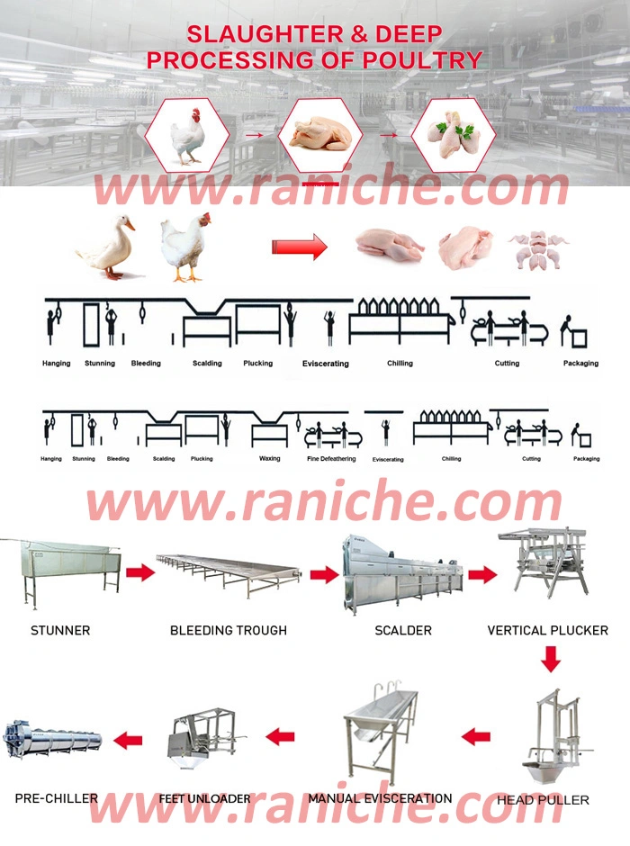 1000bph to 6000bph Automatical Poultry Duck Slaughtering Processing Equipment for Slaughterhouse